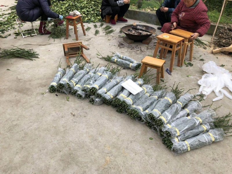 明日见枝条
