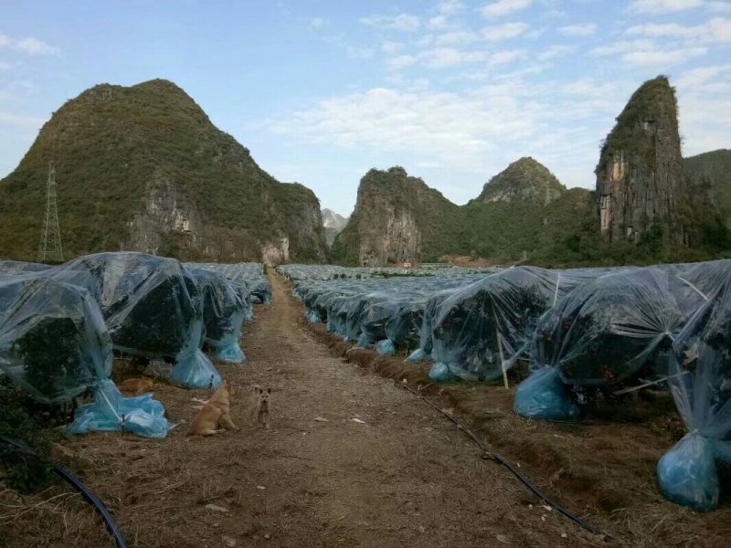 广西壮族自治区桂林市阳朔县沙糖桔阳光代购！