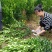 大雅柑1号柑桔苗两年苗