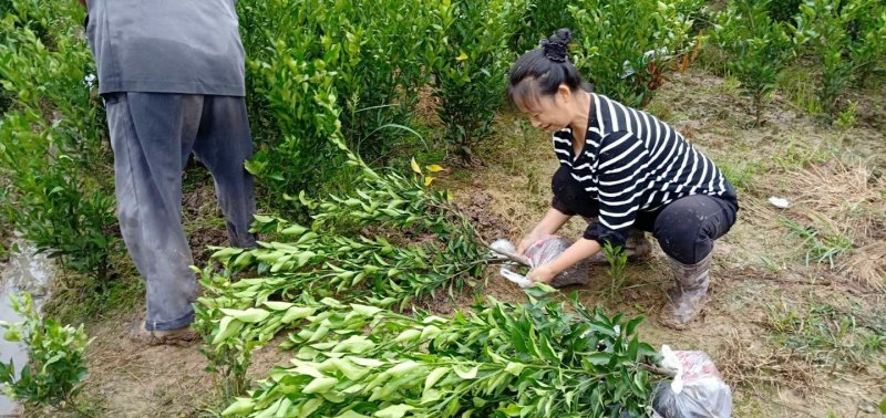 大雅柑1号柑桔苗两年苗