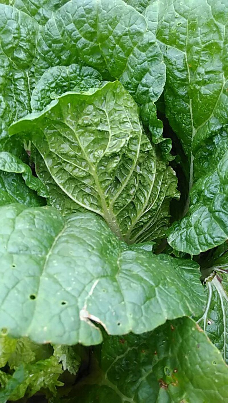 黄心娃娃菜，4至7两每棵。我处发布的价格是订单价，非诚
