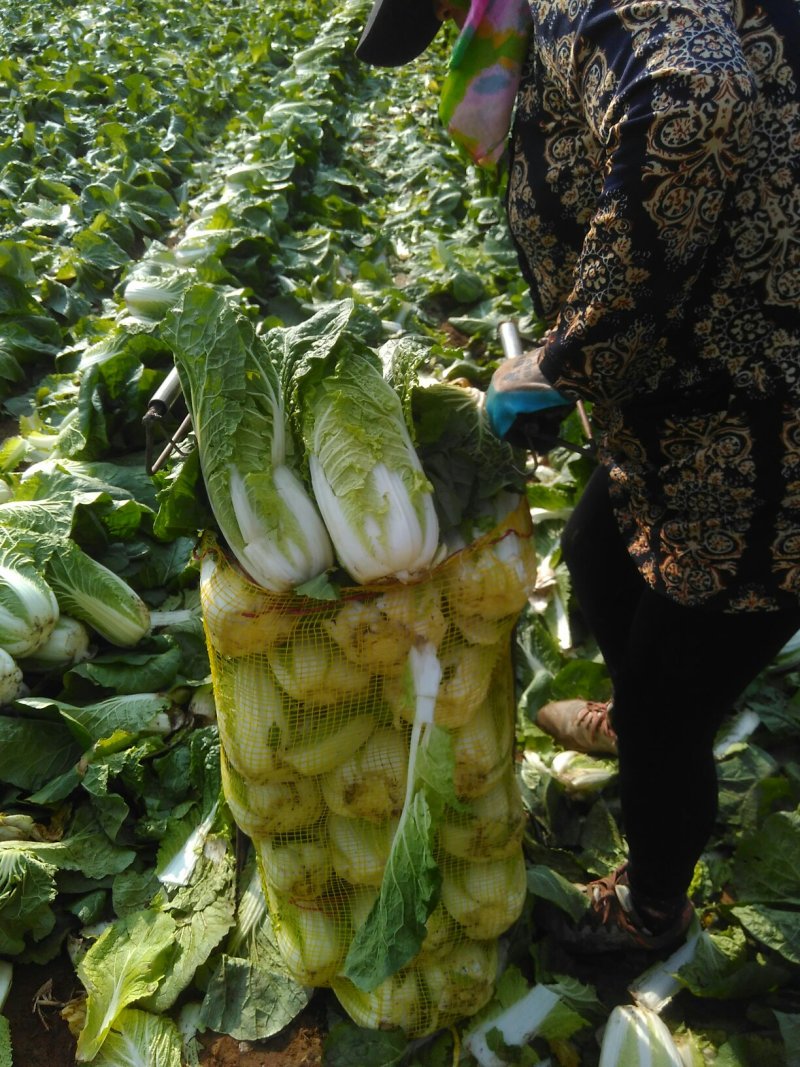 黄心娃娃菜，4至7两每棵。我处发布的价格是订单价，非诚