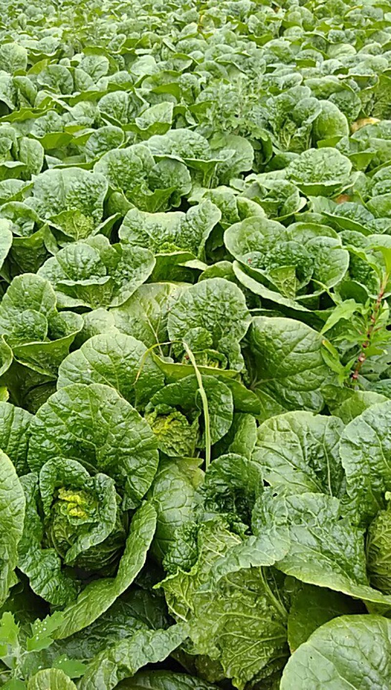 黄心娃娃菜，4至7两每棵。我处发布的价格是订单价，非诚