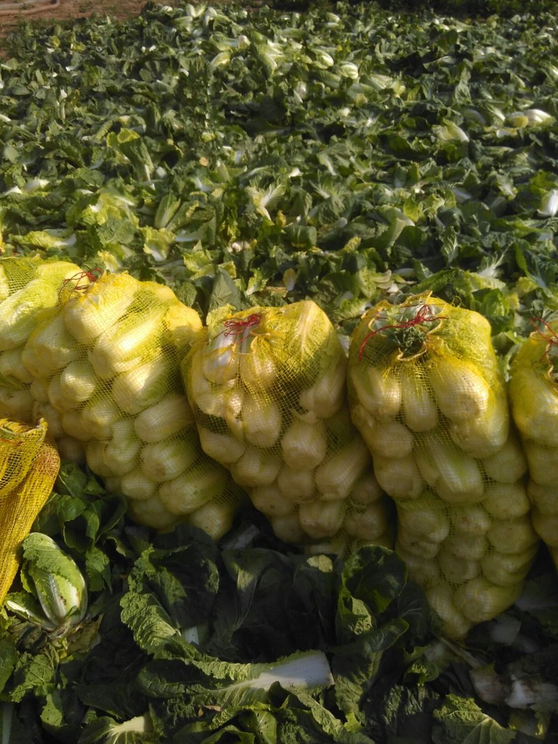 黄心娃娃菜，4至7两每棵。我处发布的价格是订单价，非诚