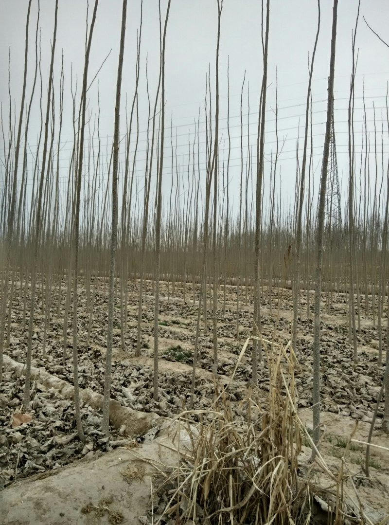 107杨树苗基地出售米径1～3.5公分，2～5米高