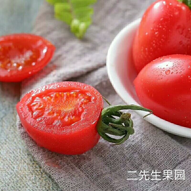 千禧圣女果