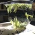 西湖龙井茶