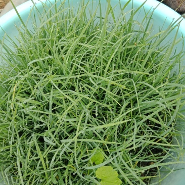 马兰马莲马蒲