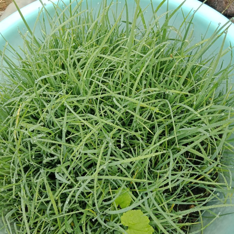 马兰马莲马蒲
