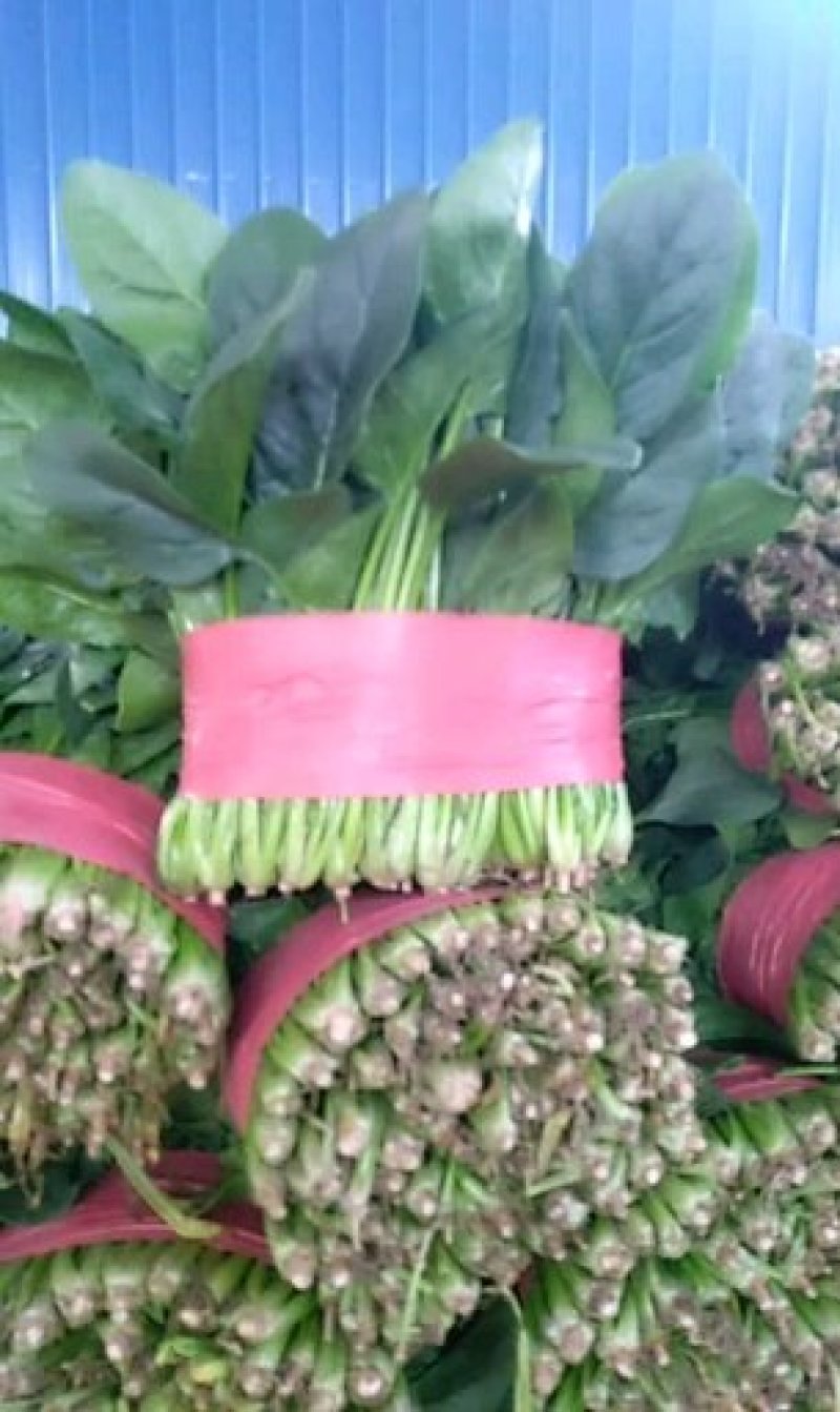 菠菜