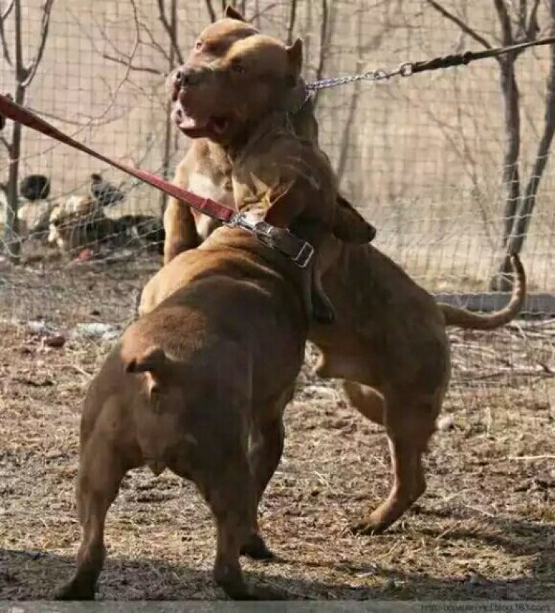 比特犬