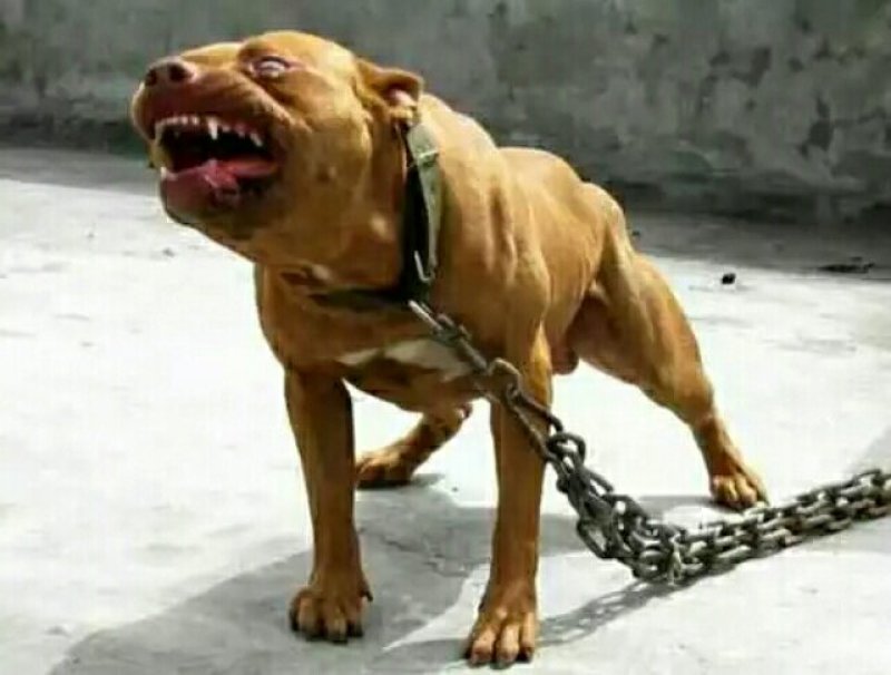 比特犬