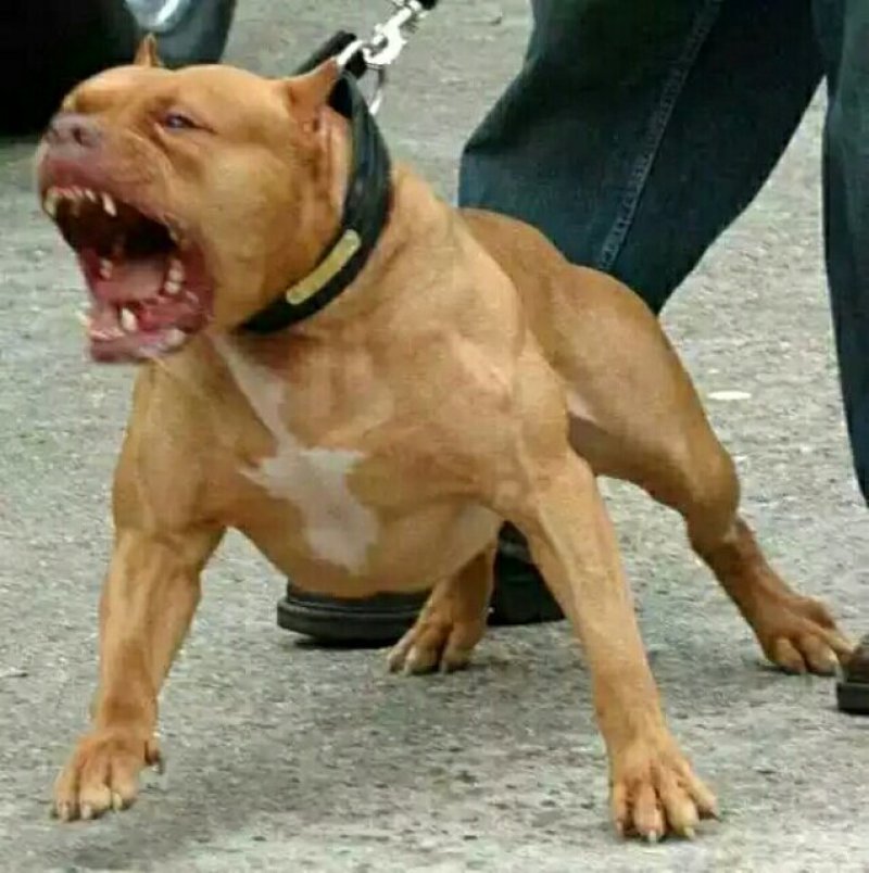 比特犬