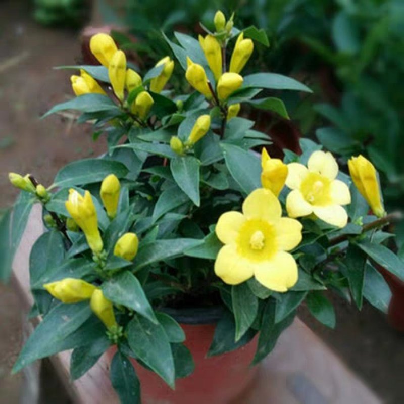 江苏法国香水茉莉花，带苞带花原土发货自有基地包成活率