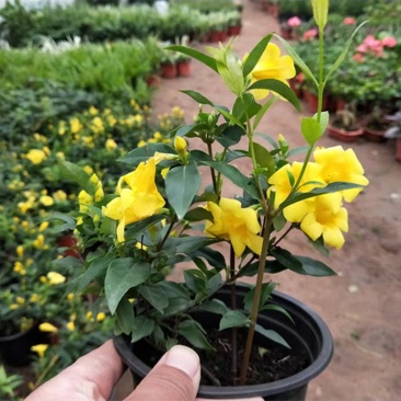 江苏法国香水茉莉花,带苞带花原土发货自有基地包成活率