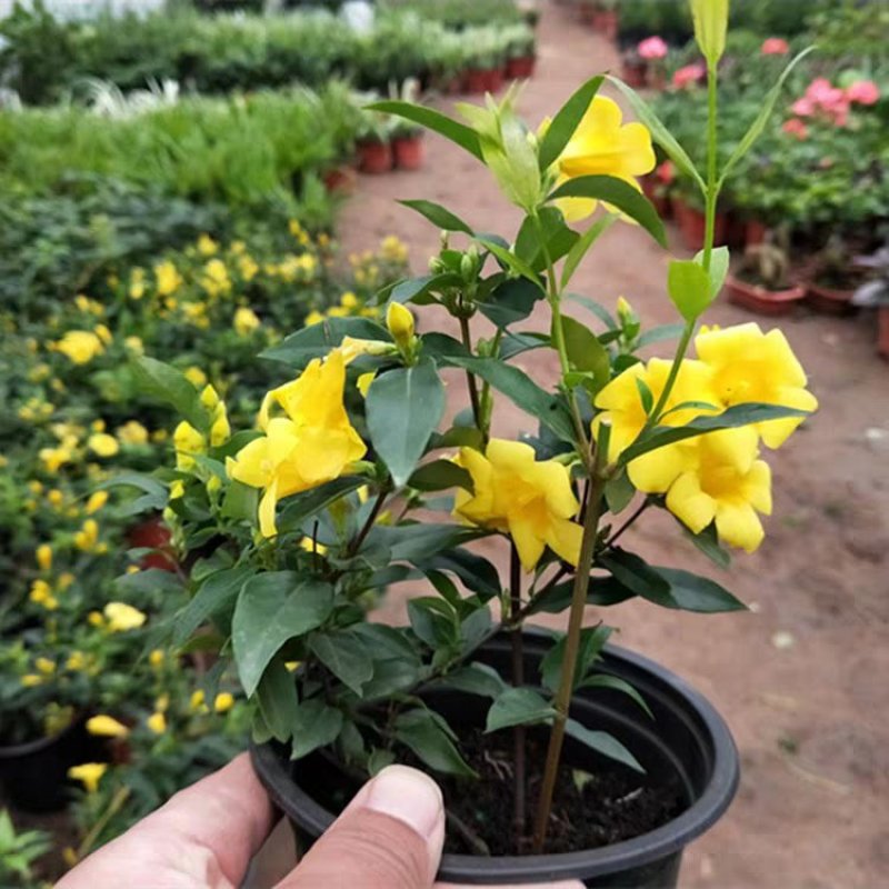 江苏法国香水茉莉花，带苞带花原土发货自有基地包成活率