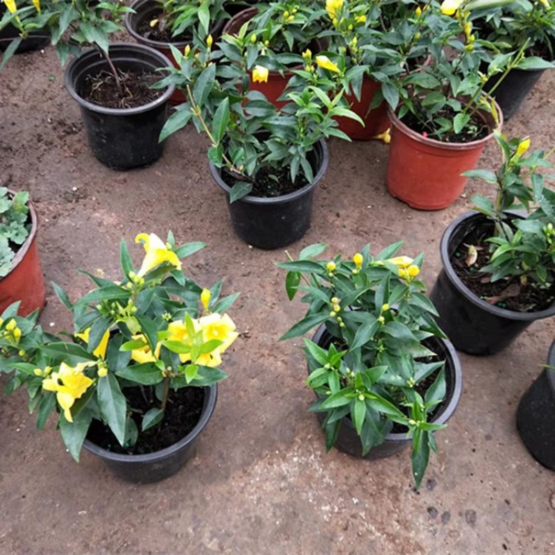 江苏法国香水茉莉花，带苞带花原土发货自有基地包成活率