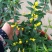 江苏法国香水茉莉花,带苞带花原土发货自有基地包成活率