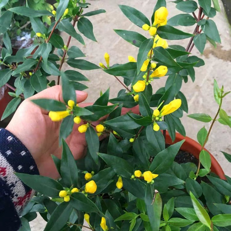 江苏法国香水茉莉花，带苞带花原土发货自有基地包成活率