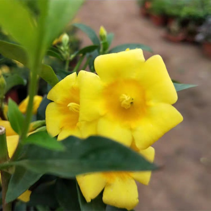 江苏法国香水茉莉花，带苞带花原土发货自有基地包成活率