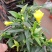 江苏法国香水茉莉花,带苞带花原土发货自有基地包成活率