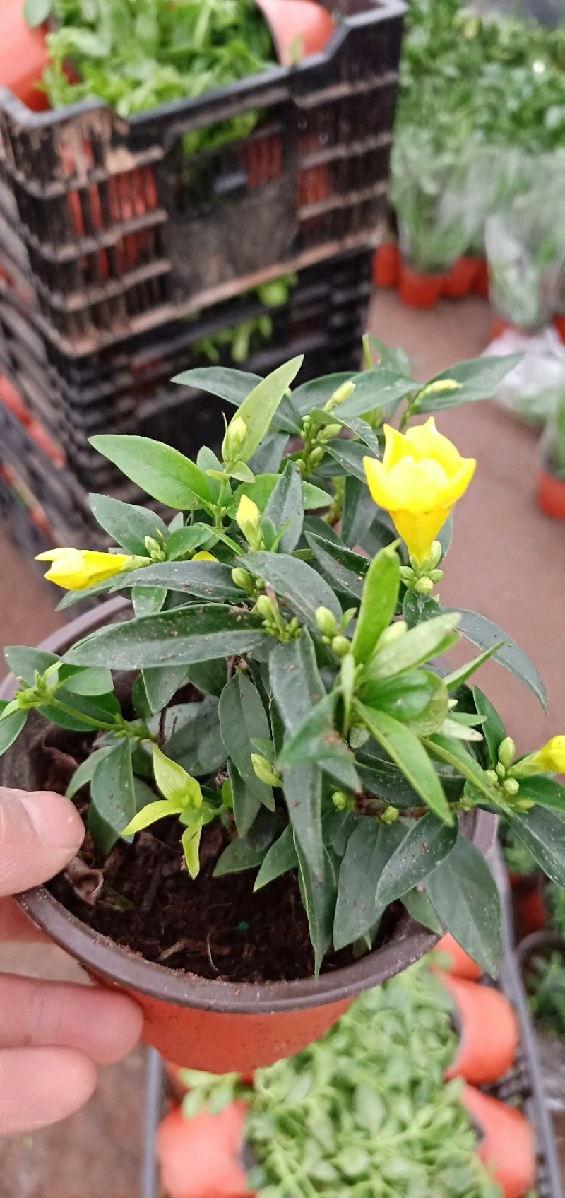 江苏法国香水茉莉花，带苞带花原土发货自有基地包成活率