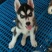 哈士奇幼犬