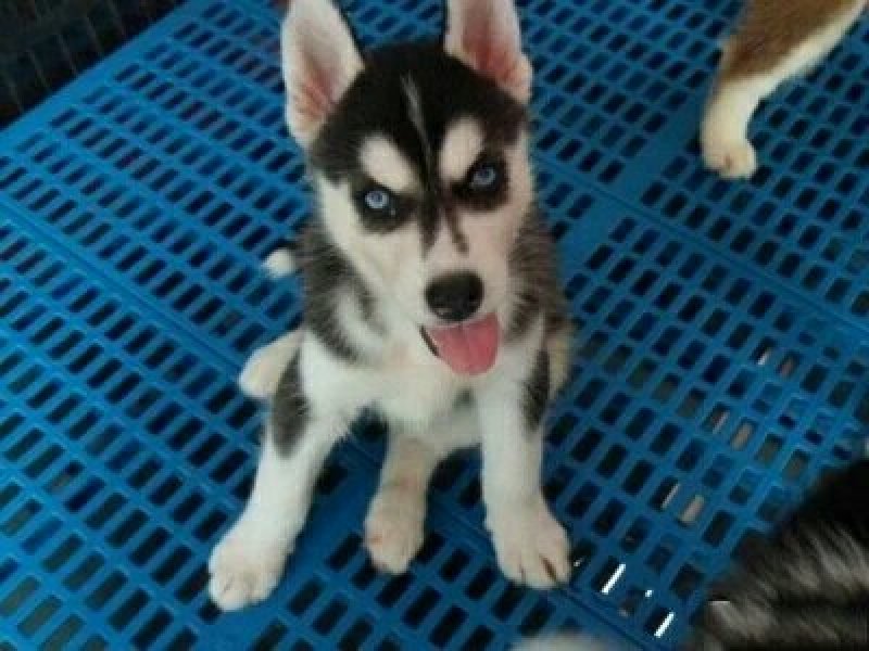 哈士奇幼犬