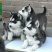 哈士奇幼犬