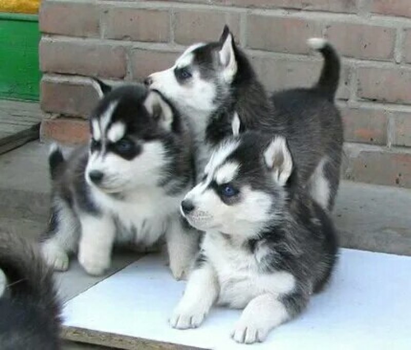 哈士奇幼犬