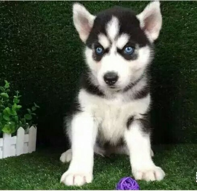 哈士奇幼犬