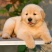 金毛犬幼犬