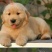 金毛犬幼犬