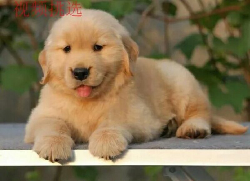 金毛犬幼犬