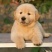 金毛犬幼犬