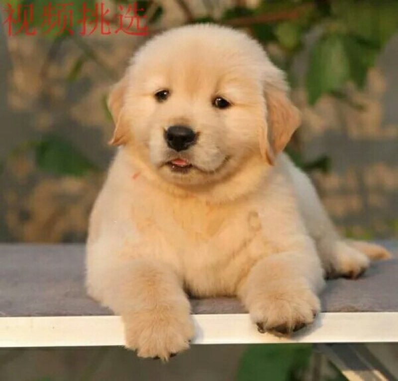 金毛犬幼犬