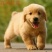 金毛犬幼犬