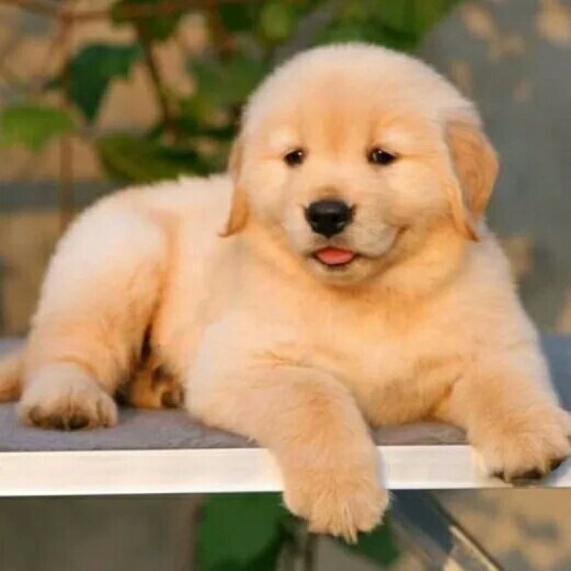 金毛犬幼犬