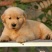 金毛犬幼犬