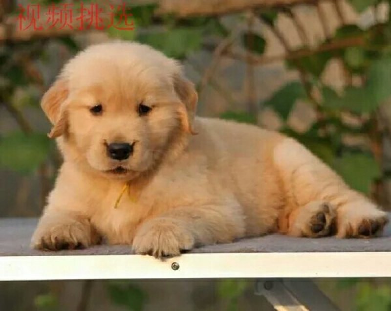 金毛犬幼犬