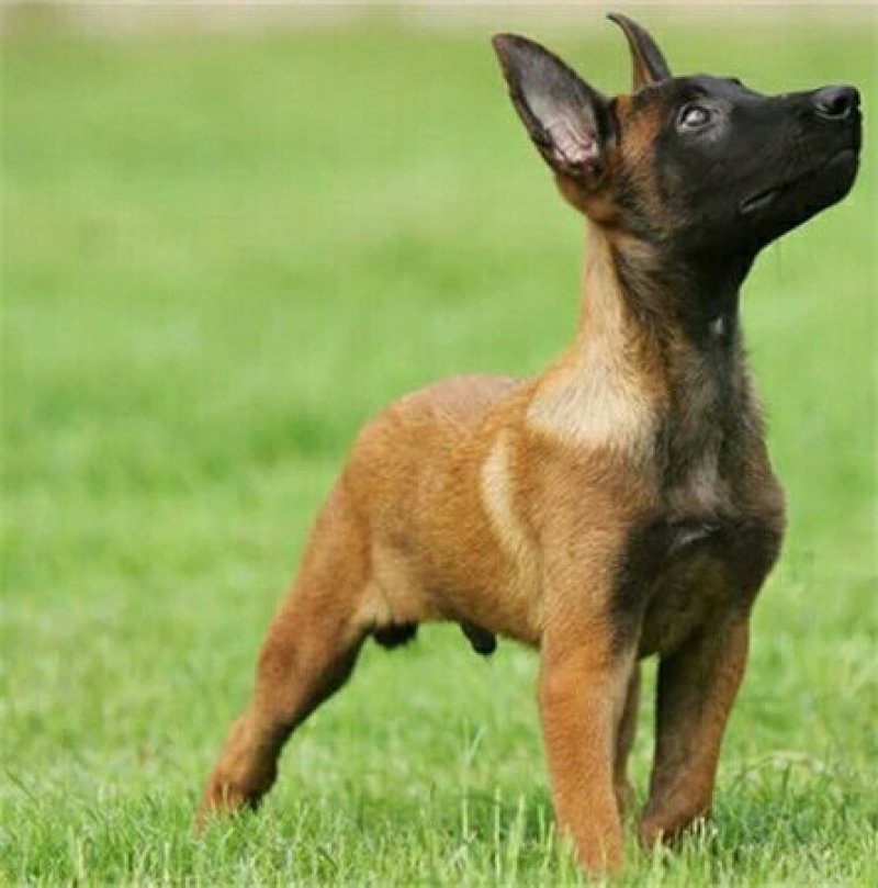 马犬幼犬