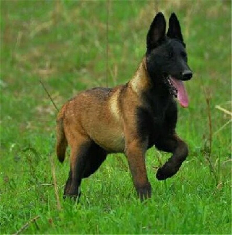马犬幼犬