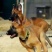 马犬幼犬