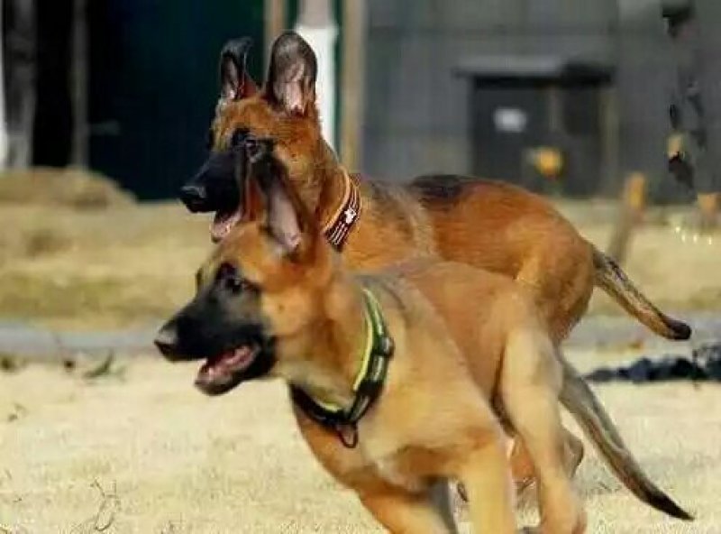 马犬幼犬