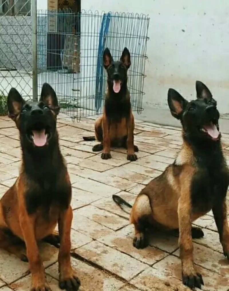 马犬幼犬