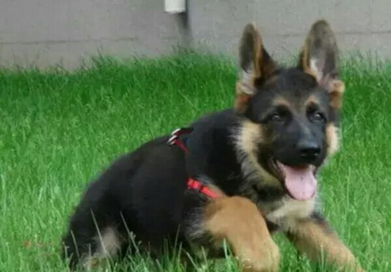 德牧犬幼犬