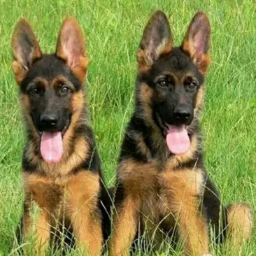 德牧犬幼犬