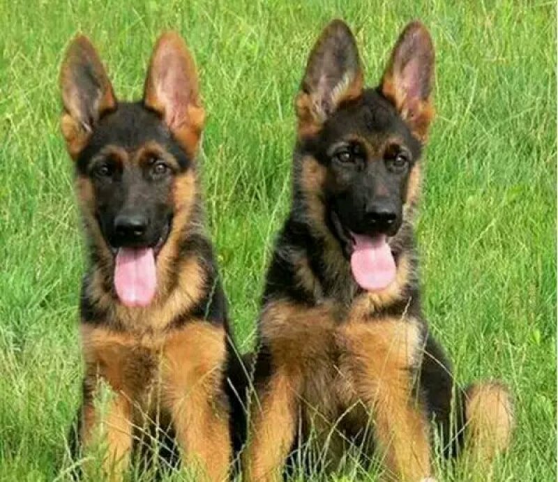 德牧犬幼犬