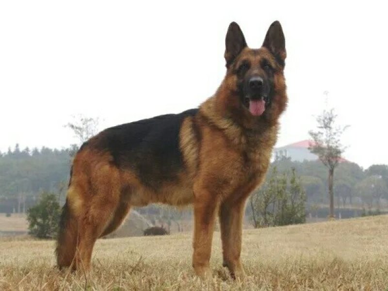 德牧犬幼犬