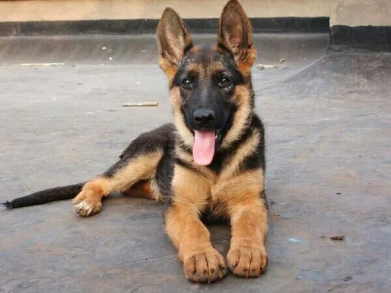 德牧犬幼犬